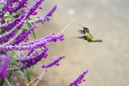 Robert-Reid-Wildlife-Birds-1